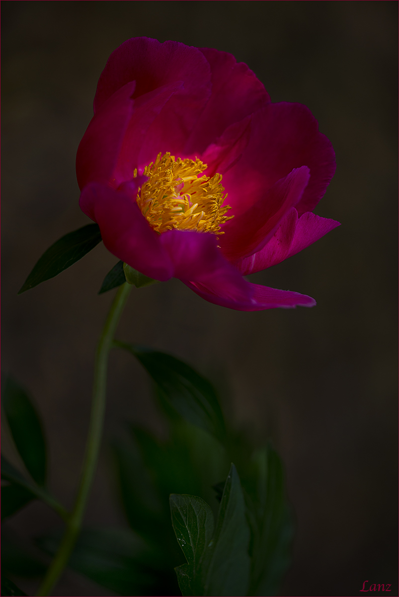 Peony (+1)