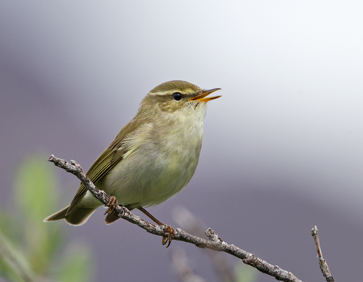 Arctic Warbler