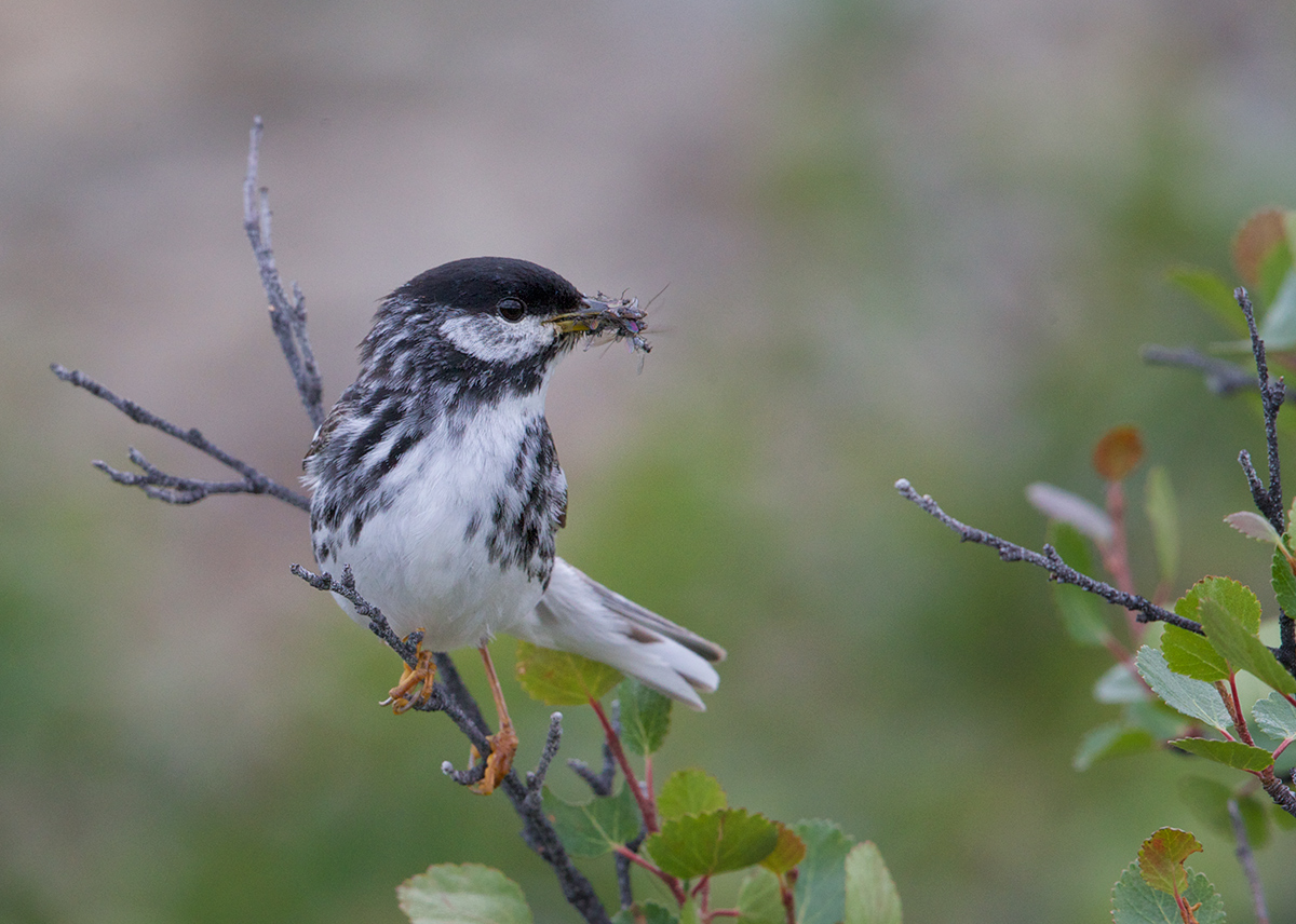 Blackpoll Warbler