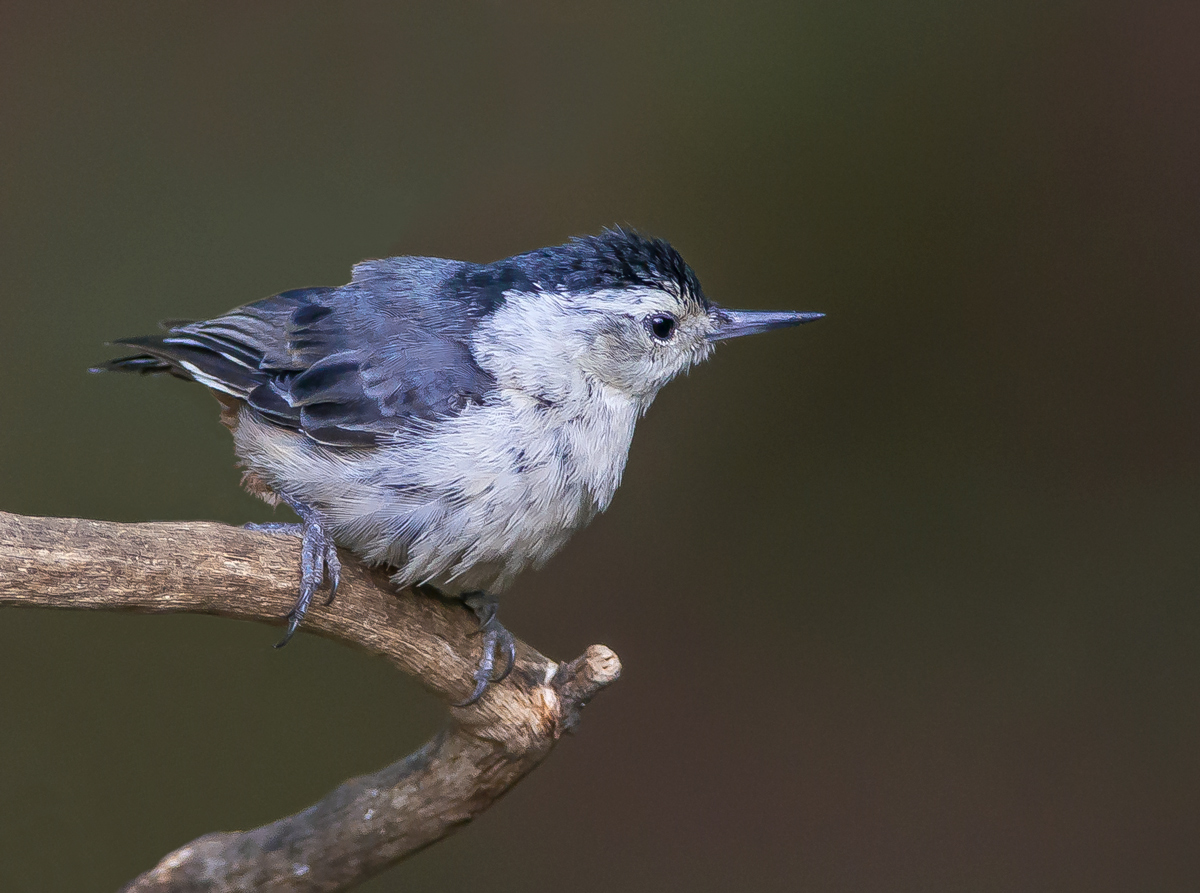 White Breasted Nuthatch