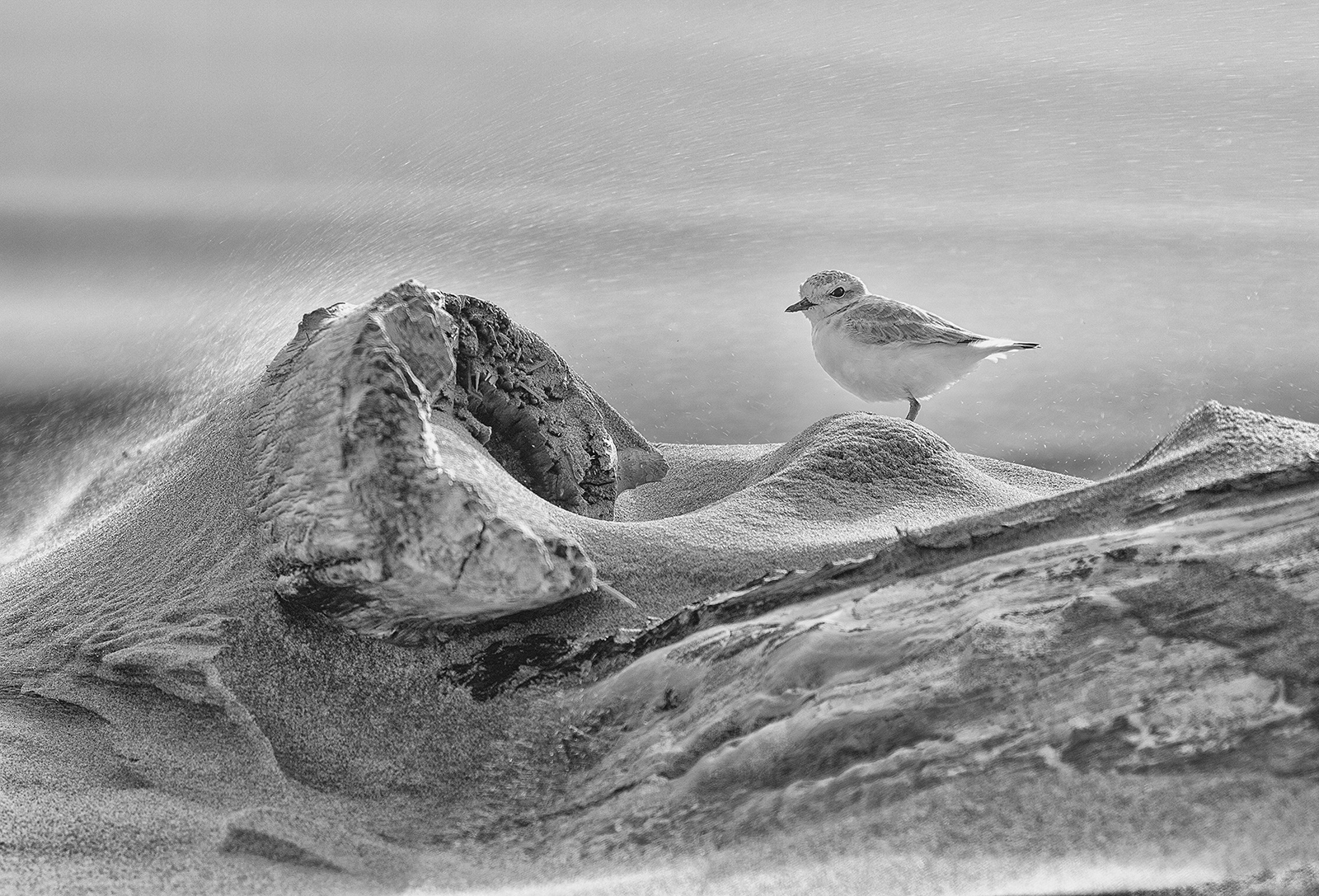Snowy Plover