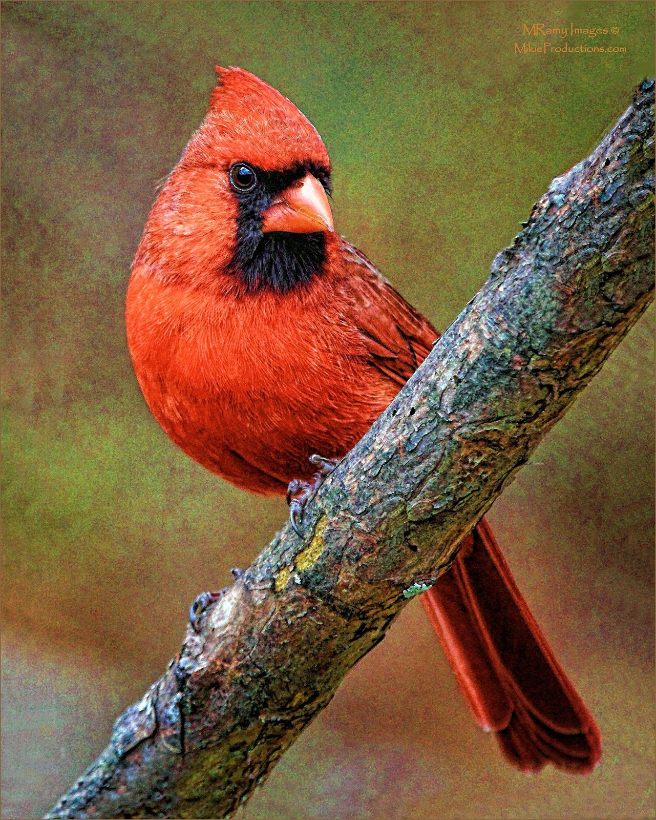 Painted Cardinal