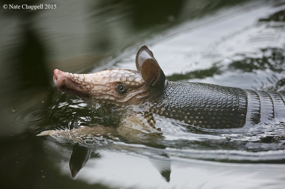 Swimming Armadillo