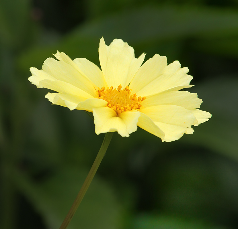 Yellow Cosmos