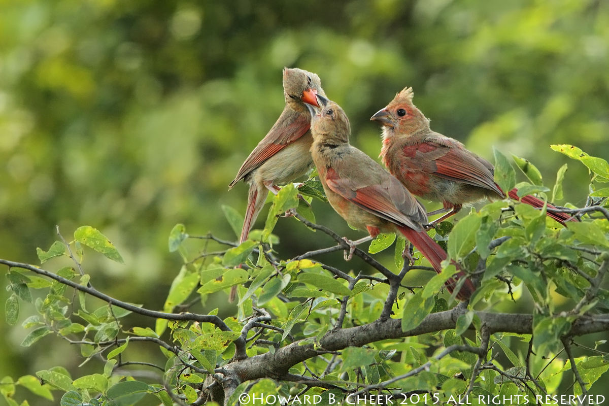 Leaving the Nest