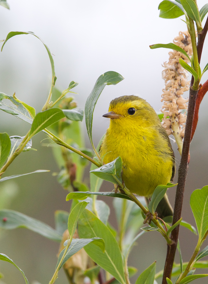 Wilson's Warbler Female