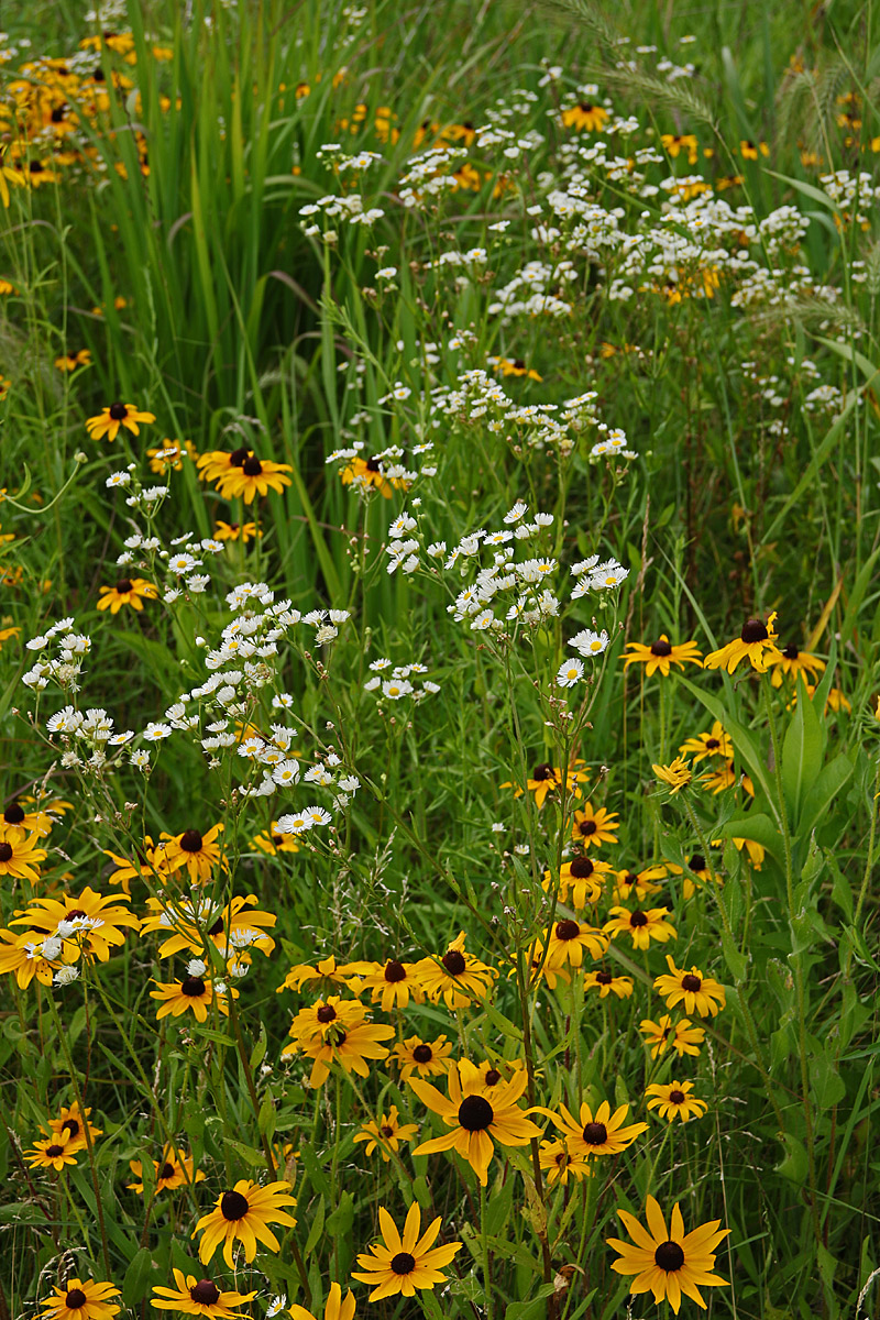 Restored prairie