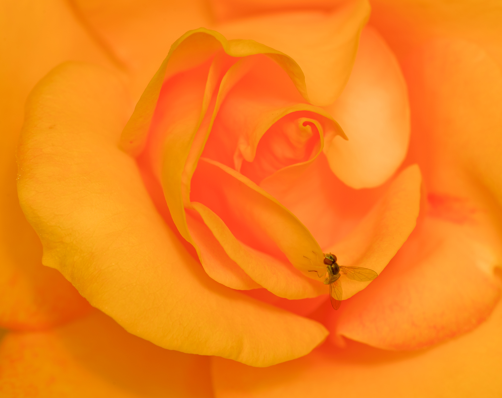 Fly  on Rose