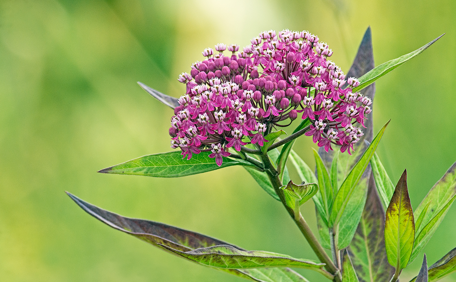 Swamp Milkweed