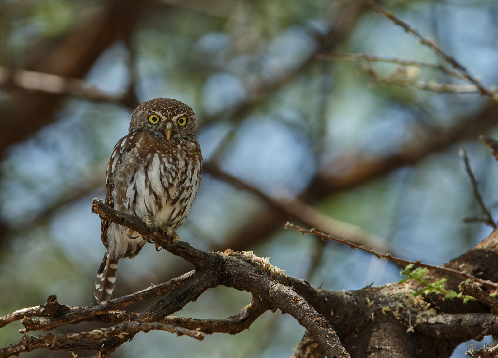 Pearl Spotted Owlet
