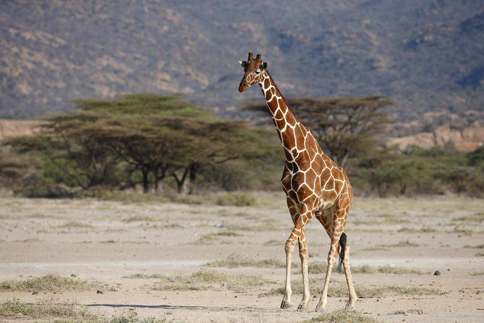 Reticulated Giraffe