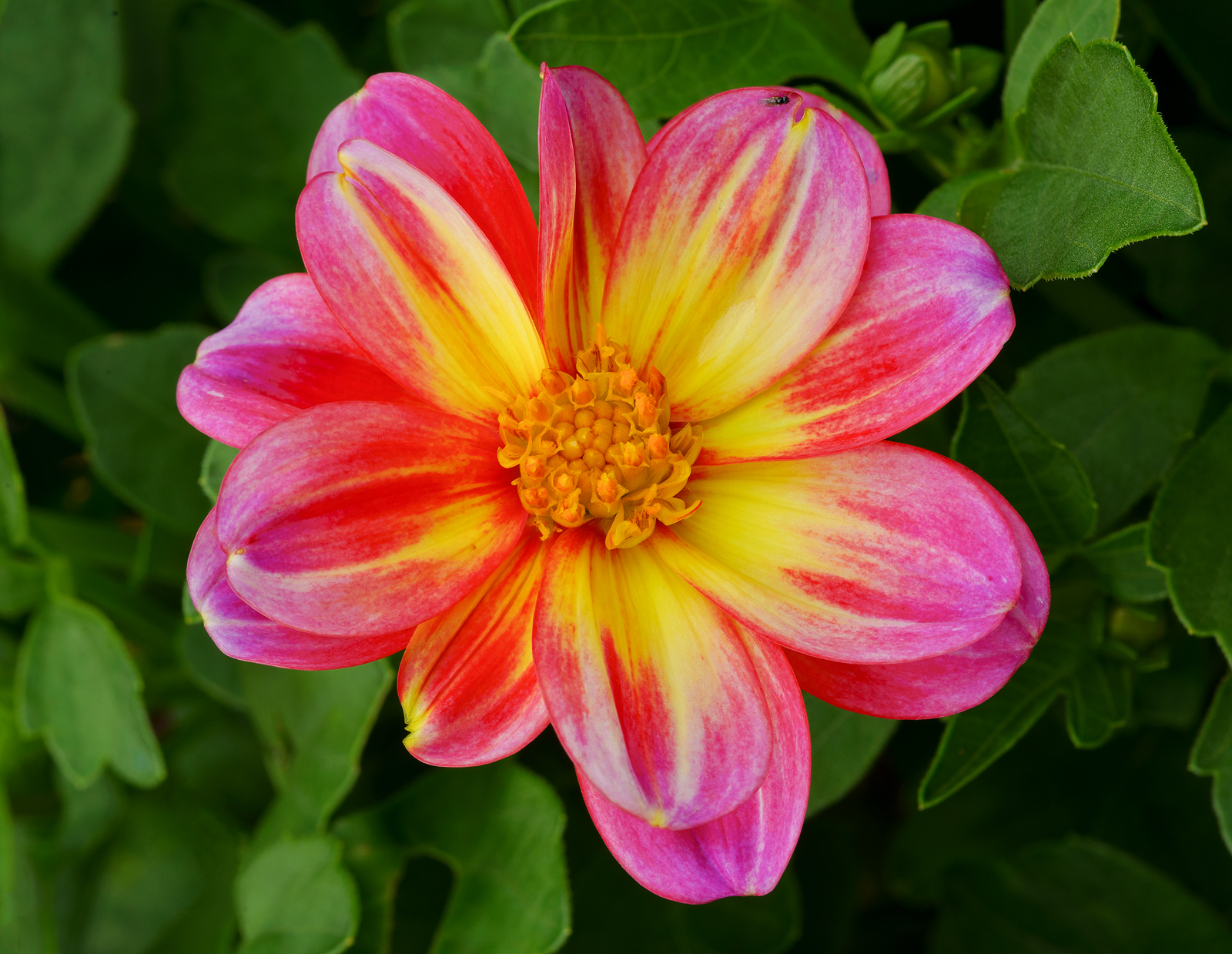 Delightful  Dahlia