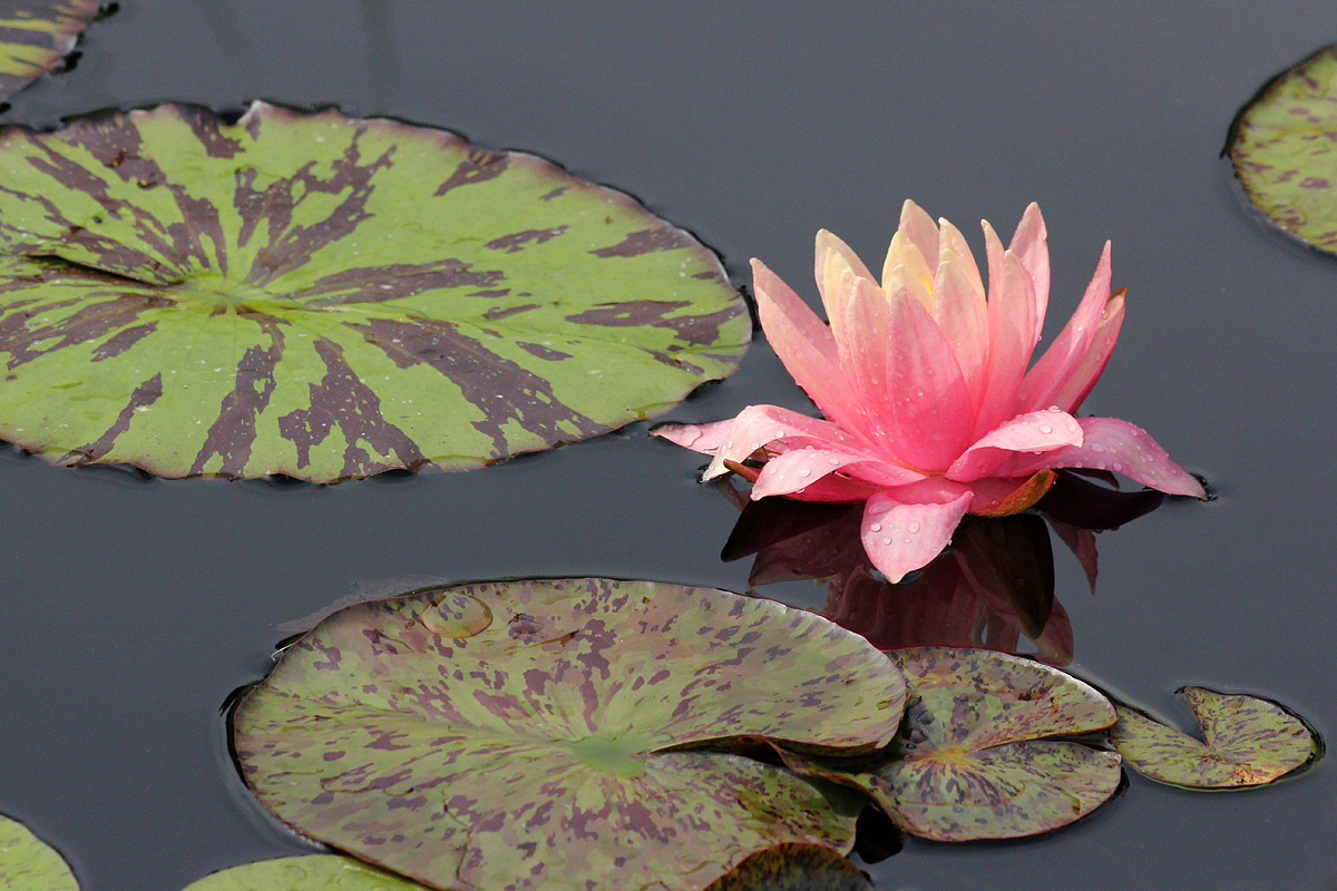 Water Lily