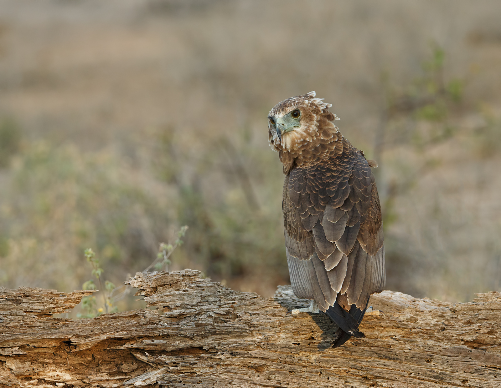 Juvenile Bateleur