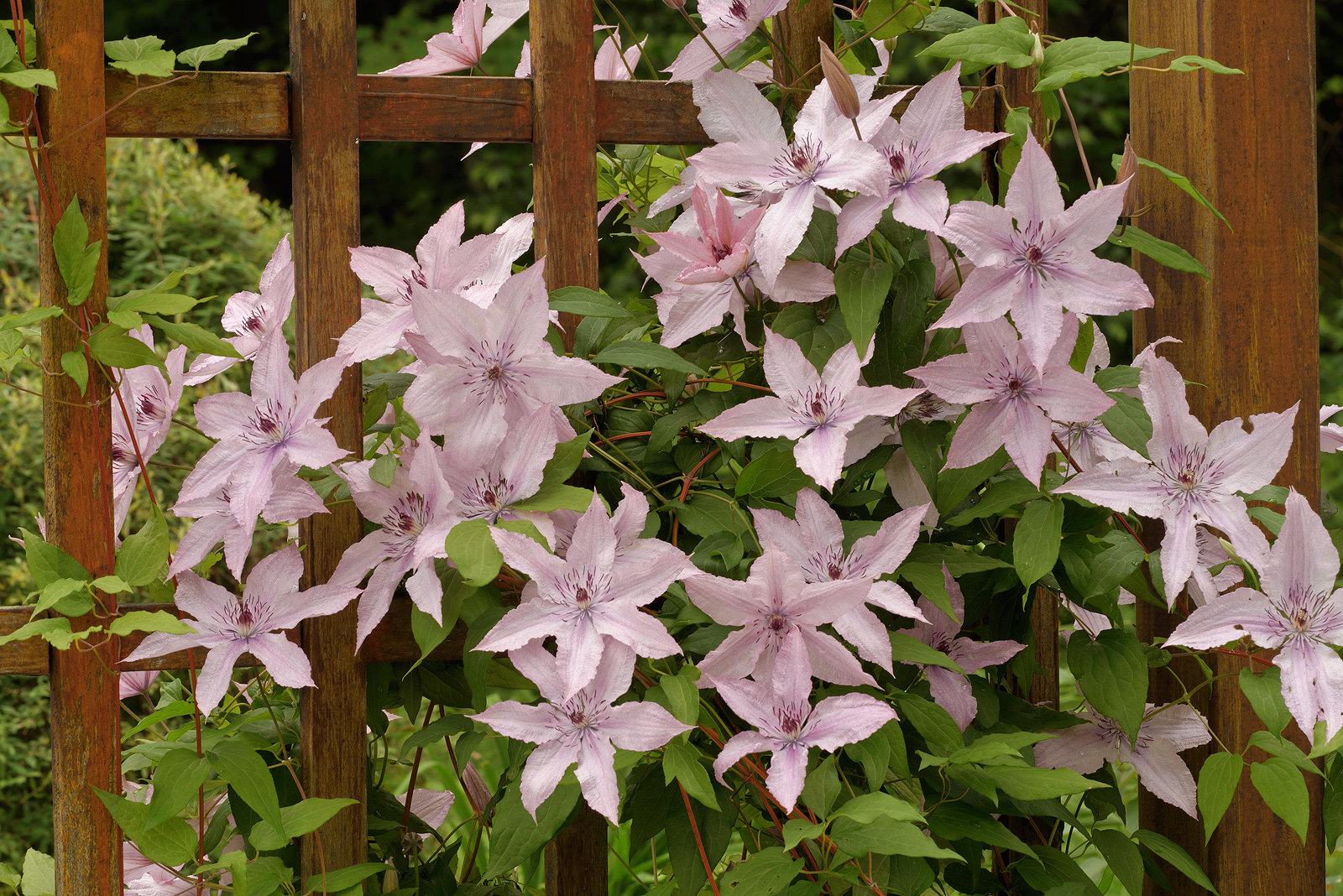 Flowing  Clematis