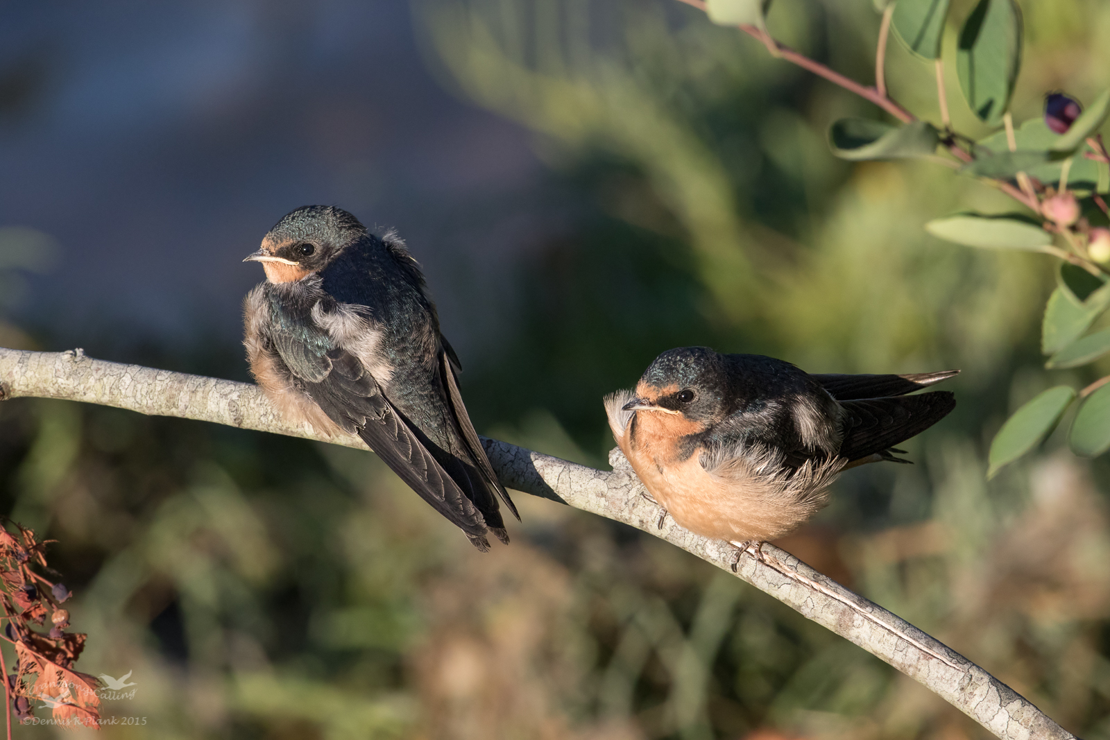 Fledgling Barn Swallows