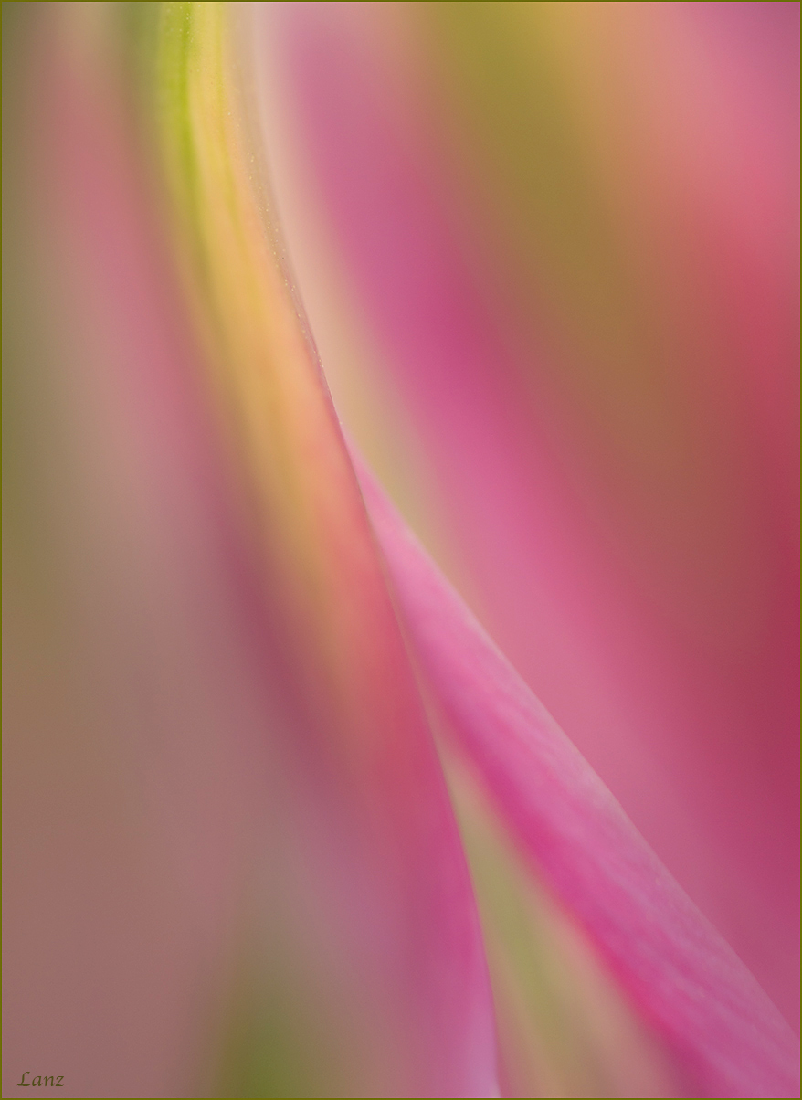Ramstract tulip
