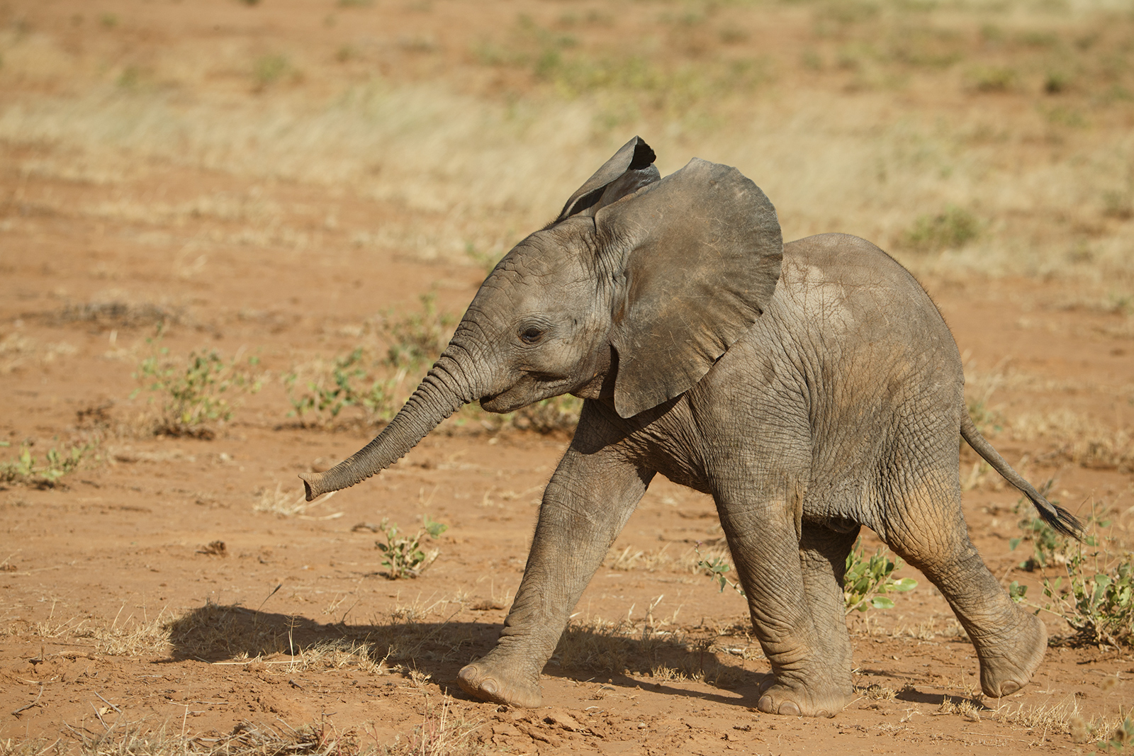 Best Foot Forward
