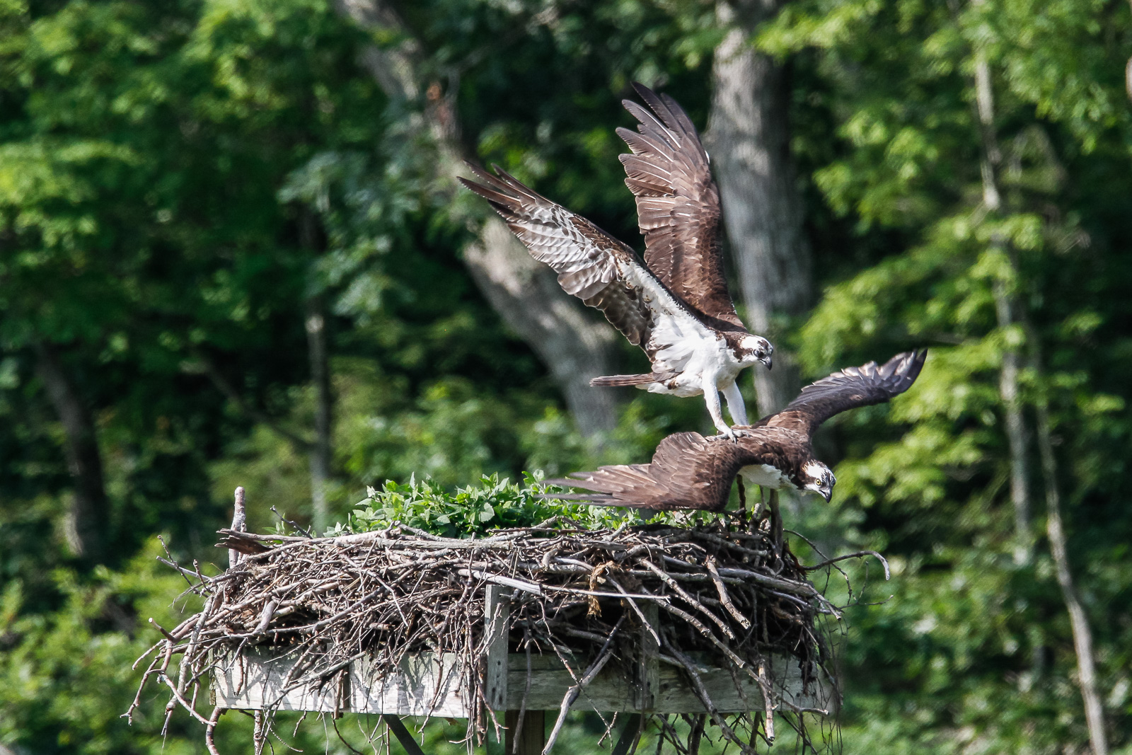 It is my nest