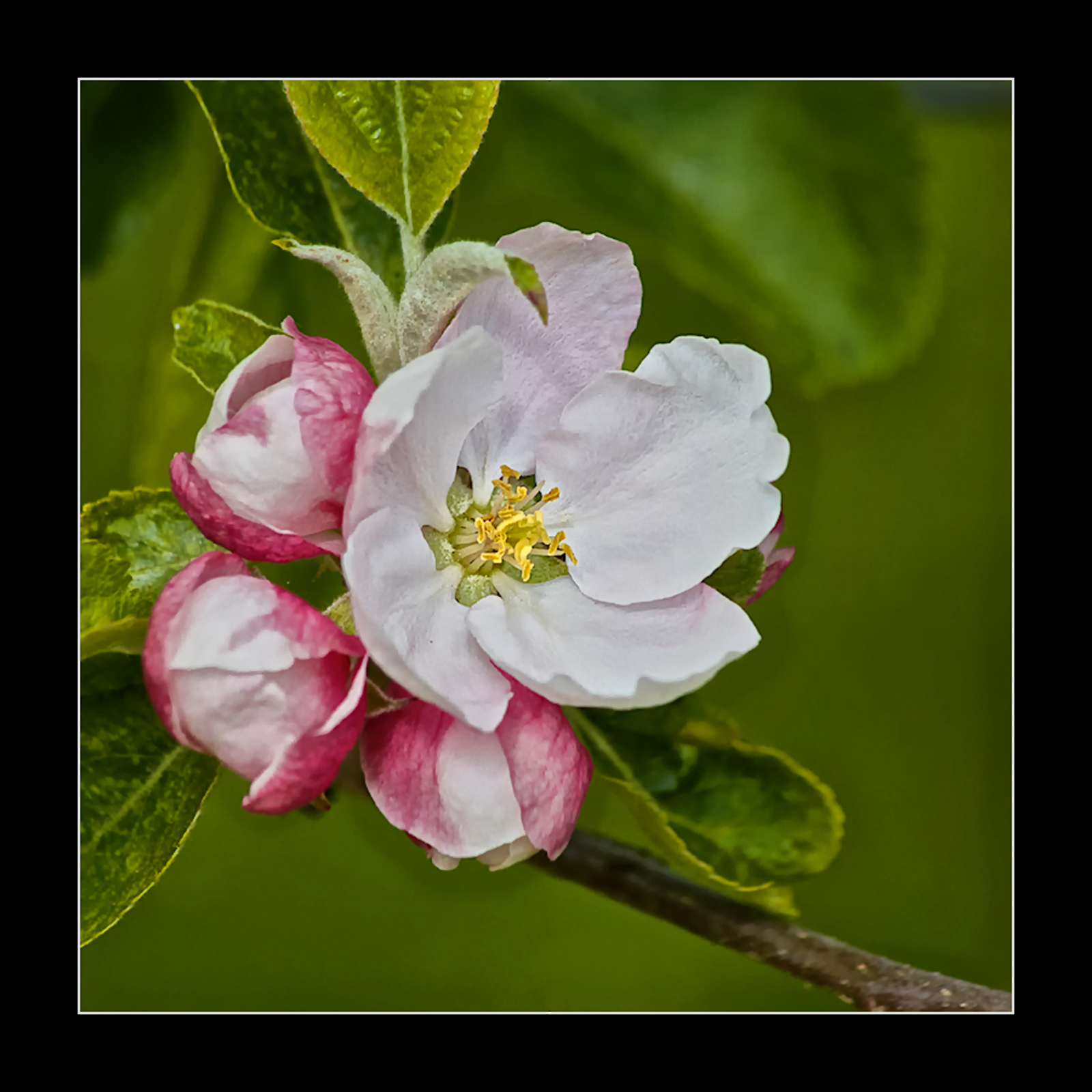 Cluster
