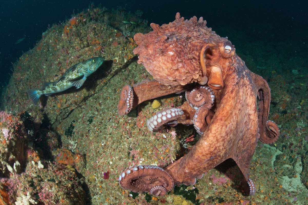 Lingcod vs Octopus