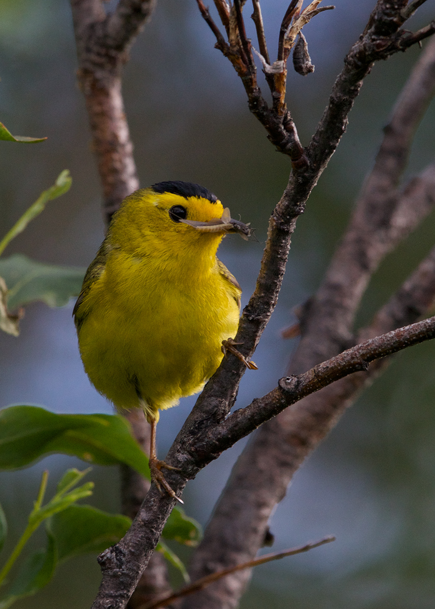 Wilson's Warbler Male