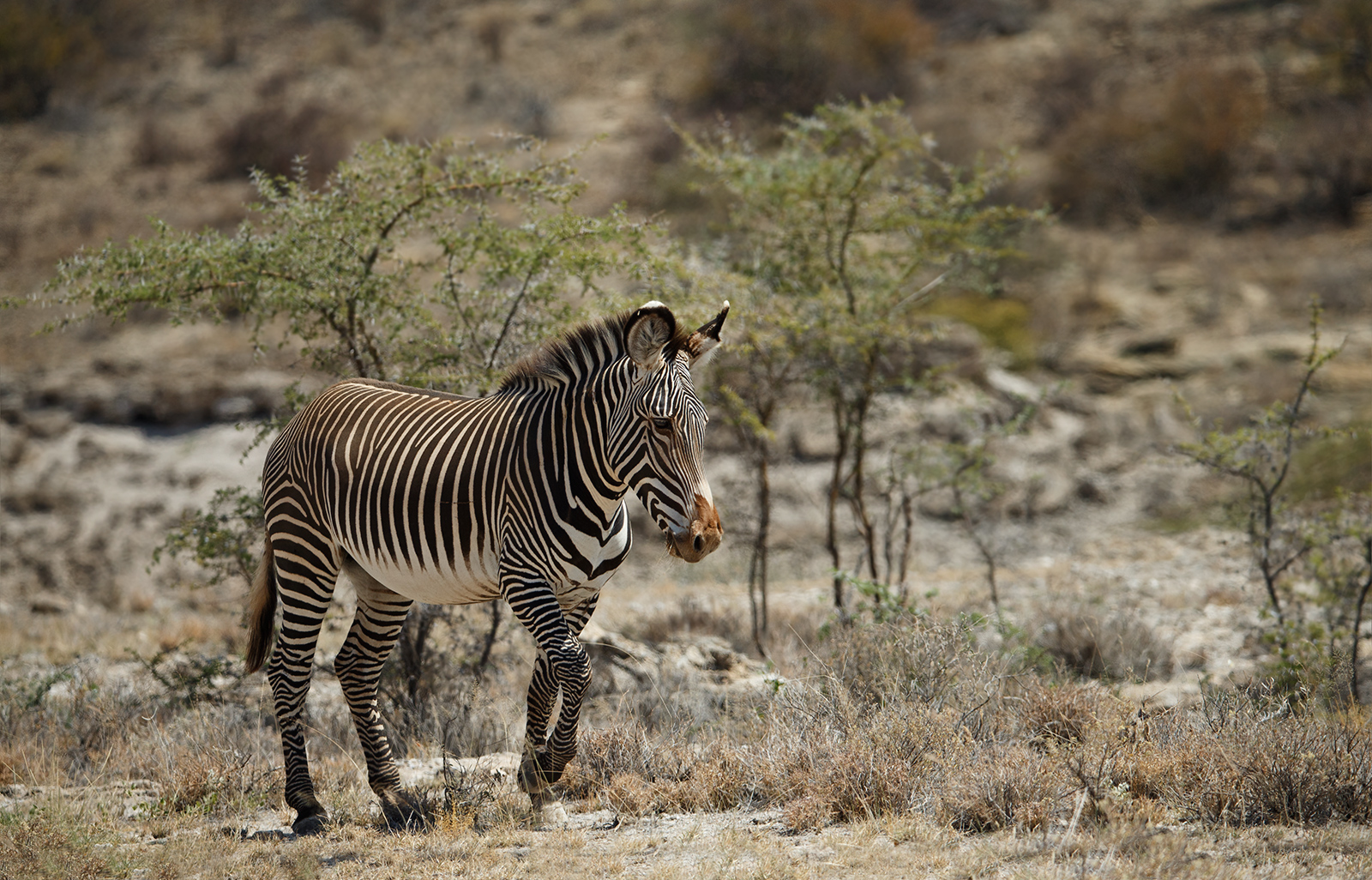 Grevy's Zebra