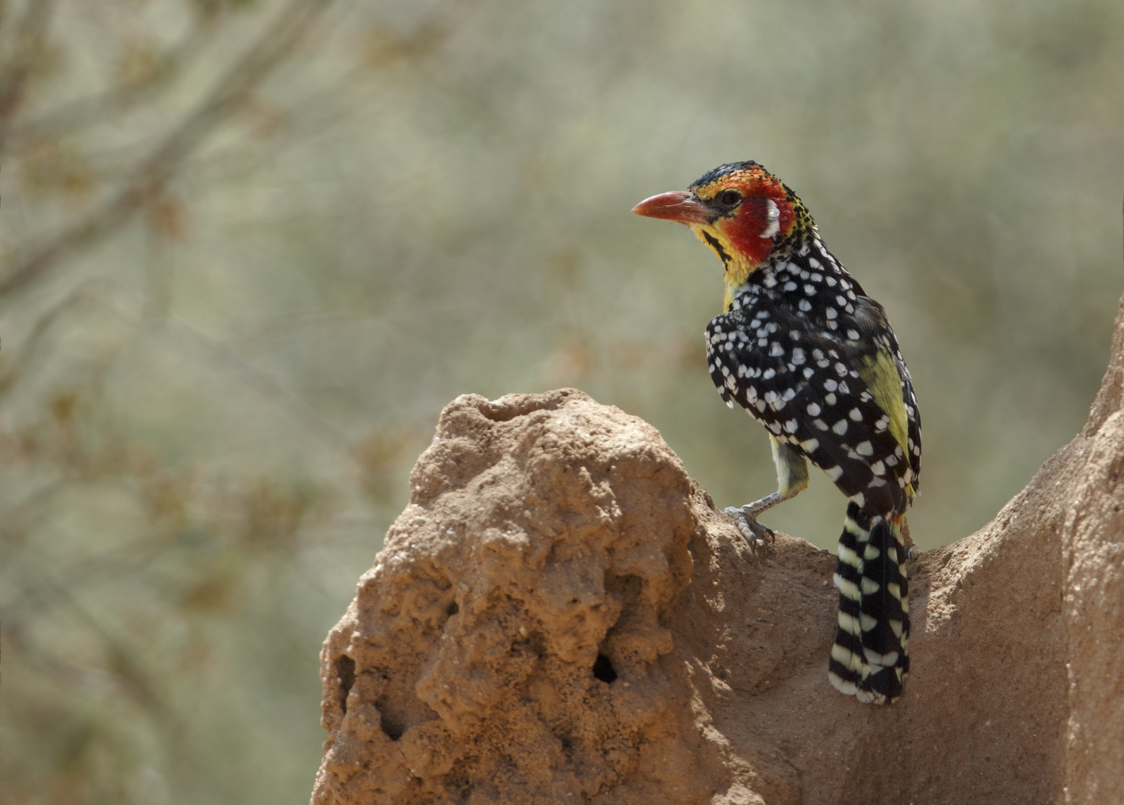 Red and Yellow Barbet