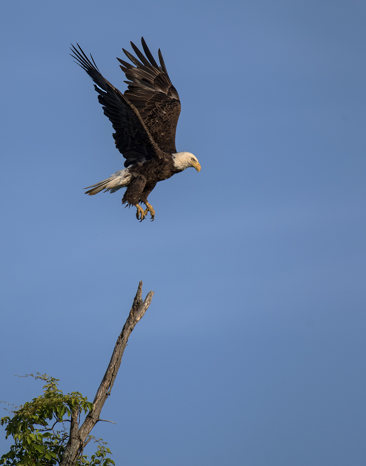 Bald Eagle