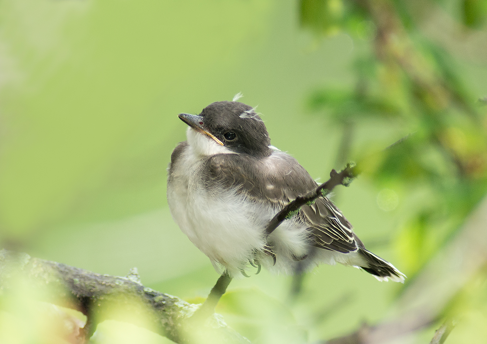 Baby Kingbird