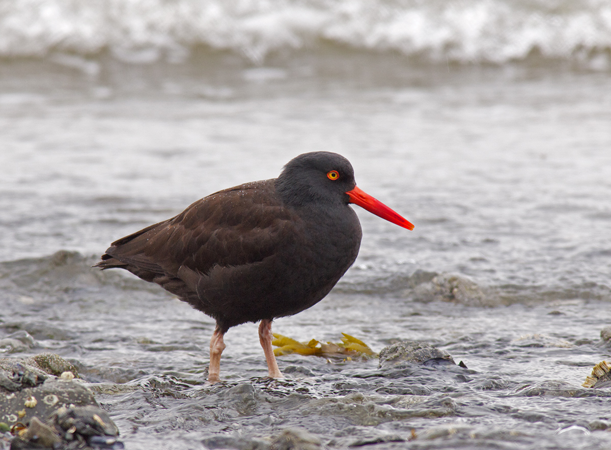 Black Oystercatcher