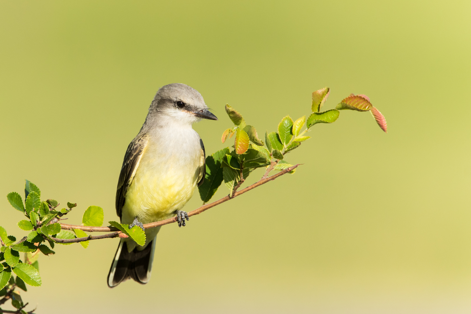 Western Kingbird