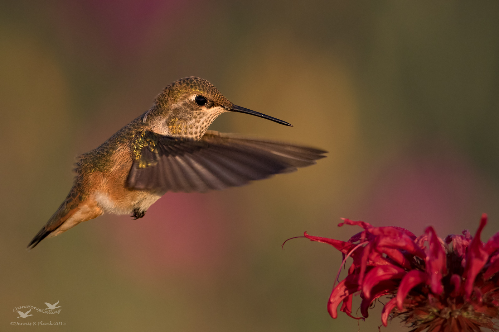 Rufous & Repost
