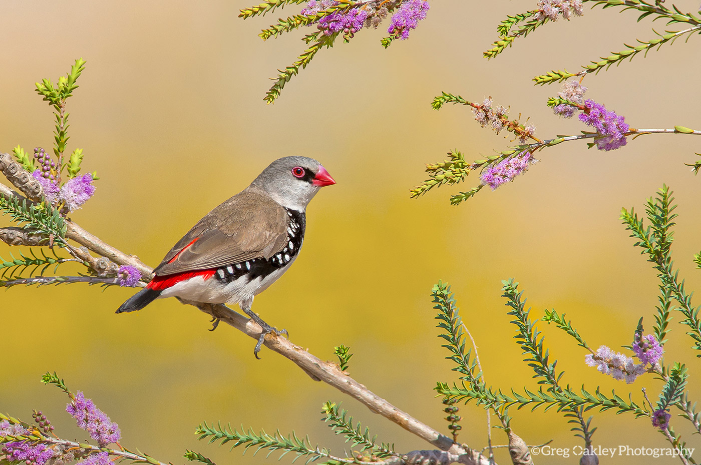 Diamond Firetail