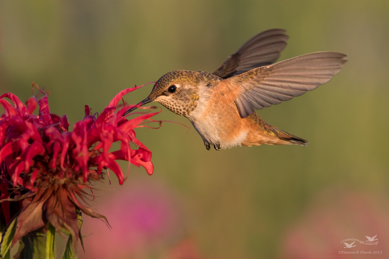 Another Rufous Image