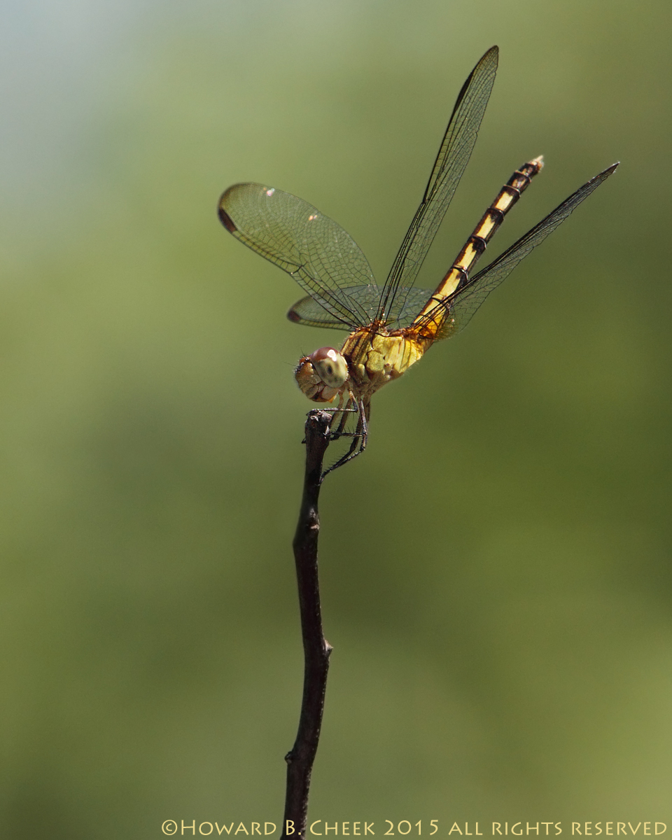 Band-winged Dragonlet 