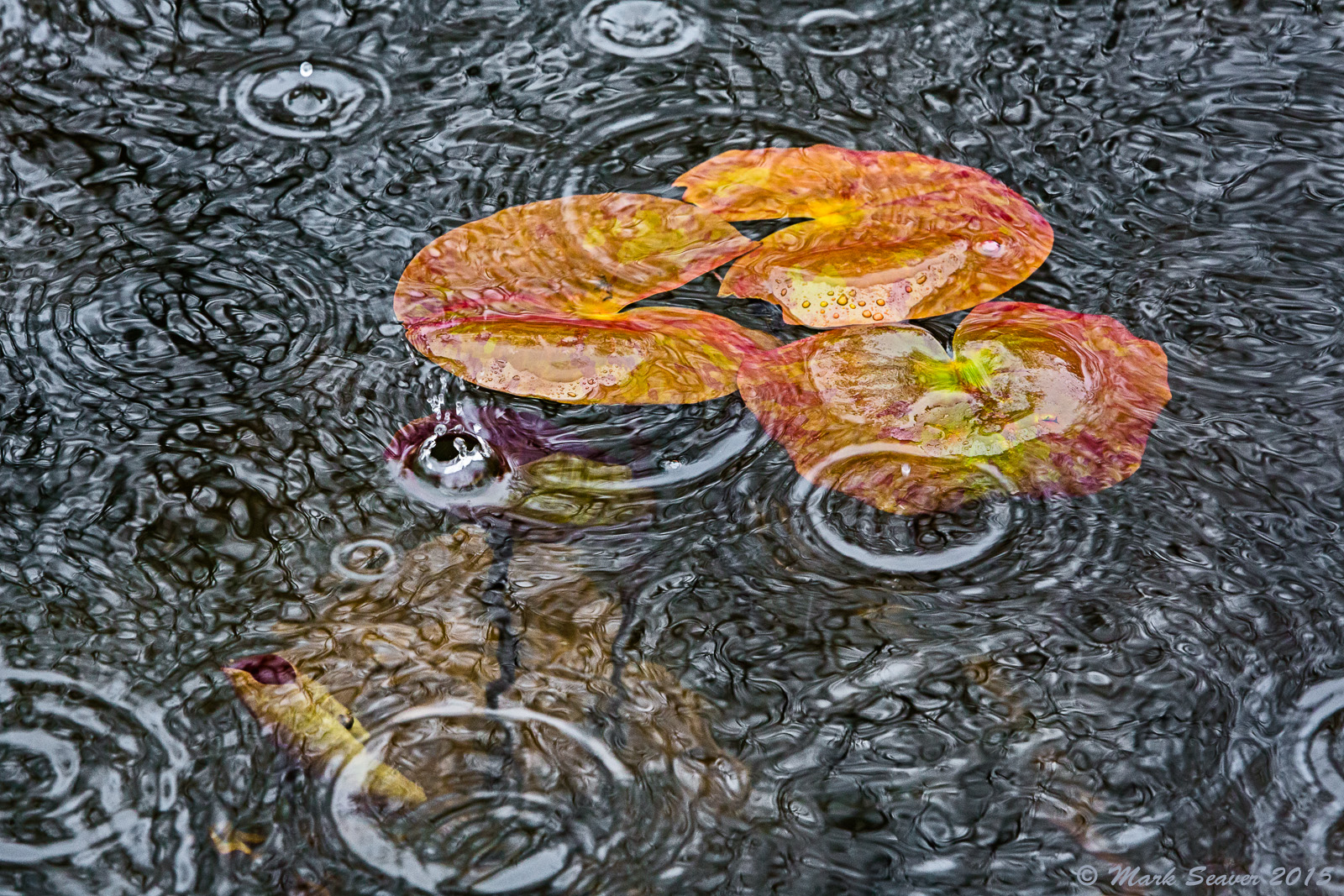 Raindrop Rebounds #2