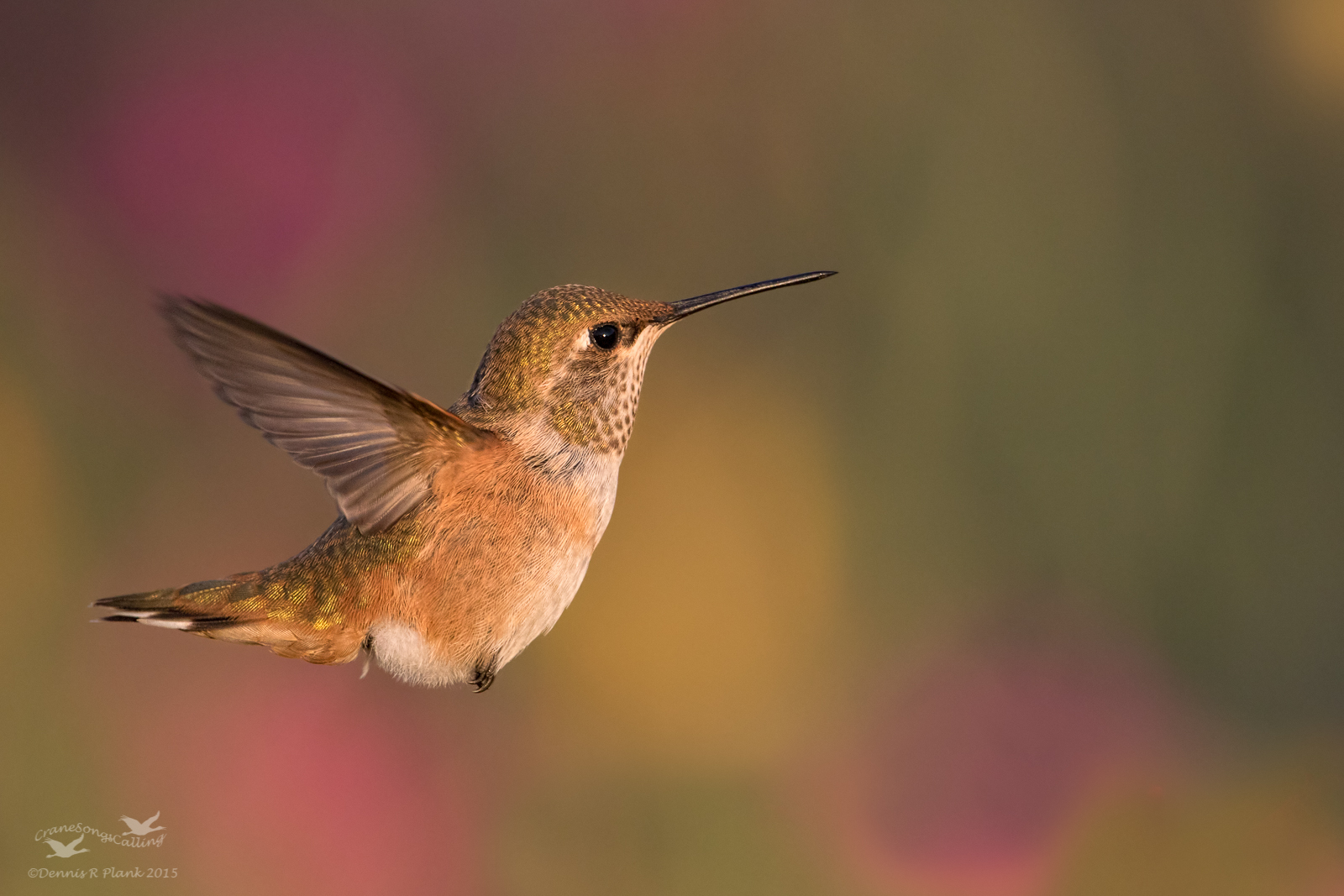 One more Rufous