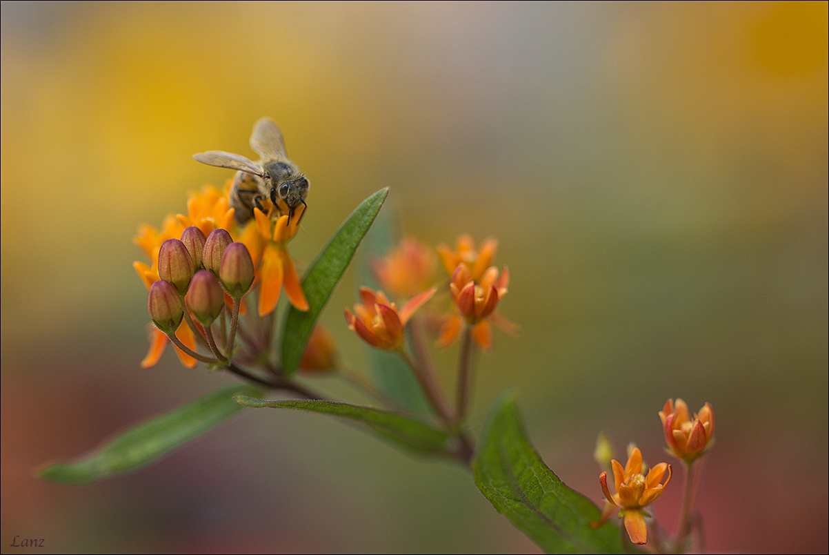 Bee on Milkweed