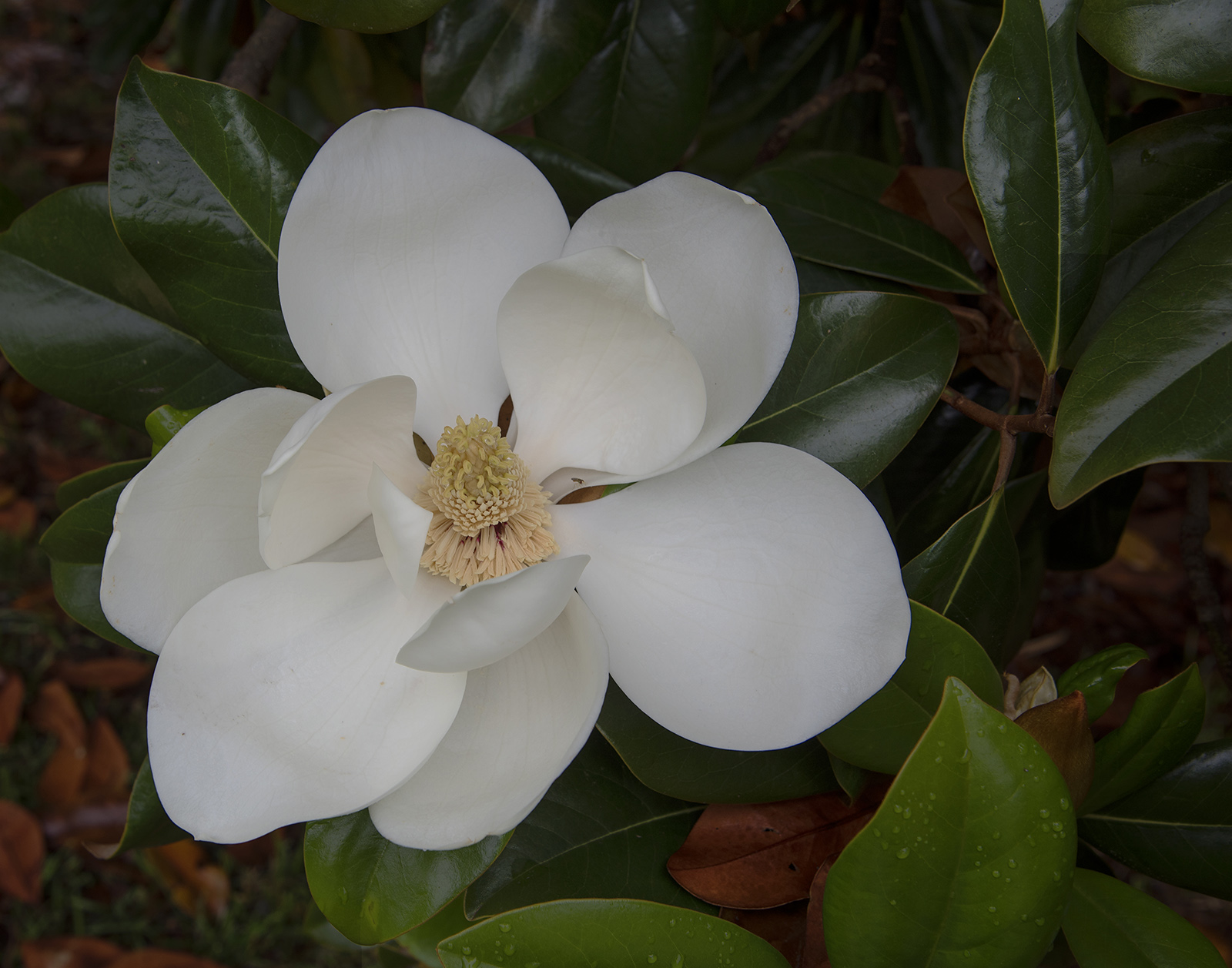 Magnolia Blossom & RePost