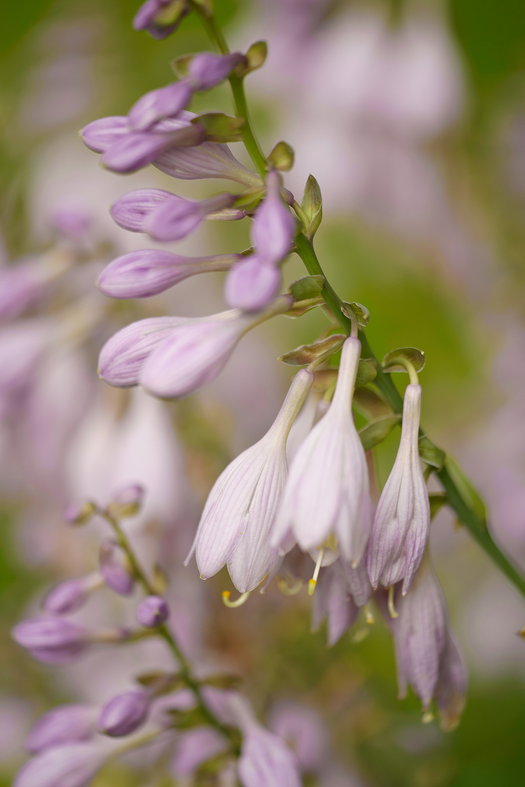 Hosta bloom  series#1