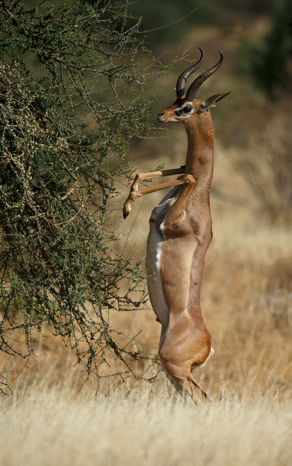 Look No Hands