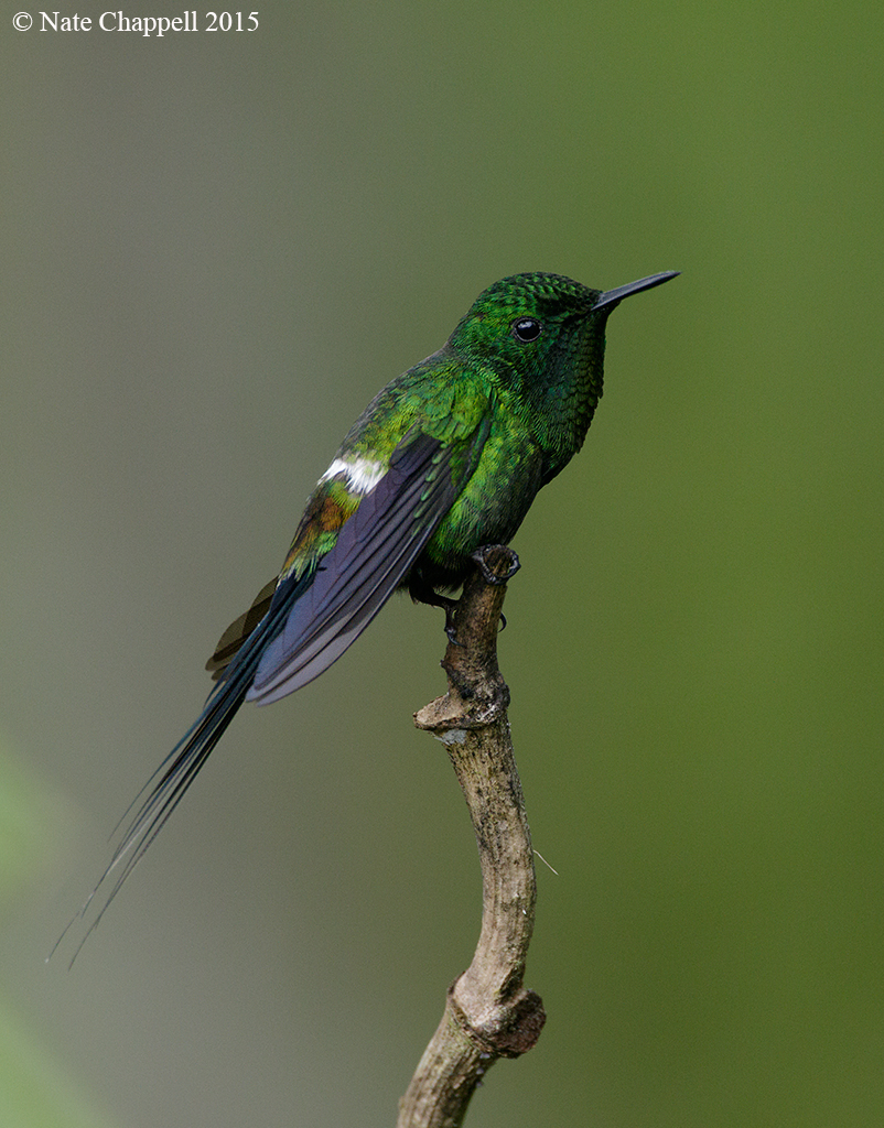 Green Thorntail