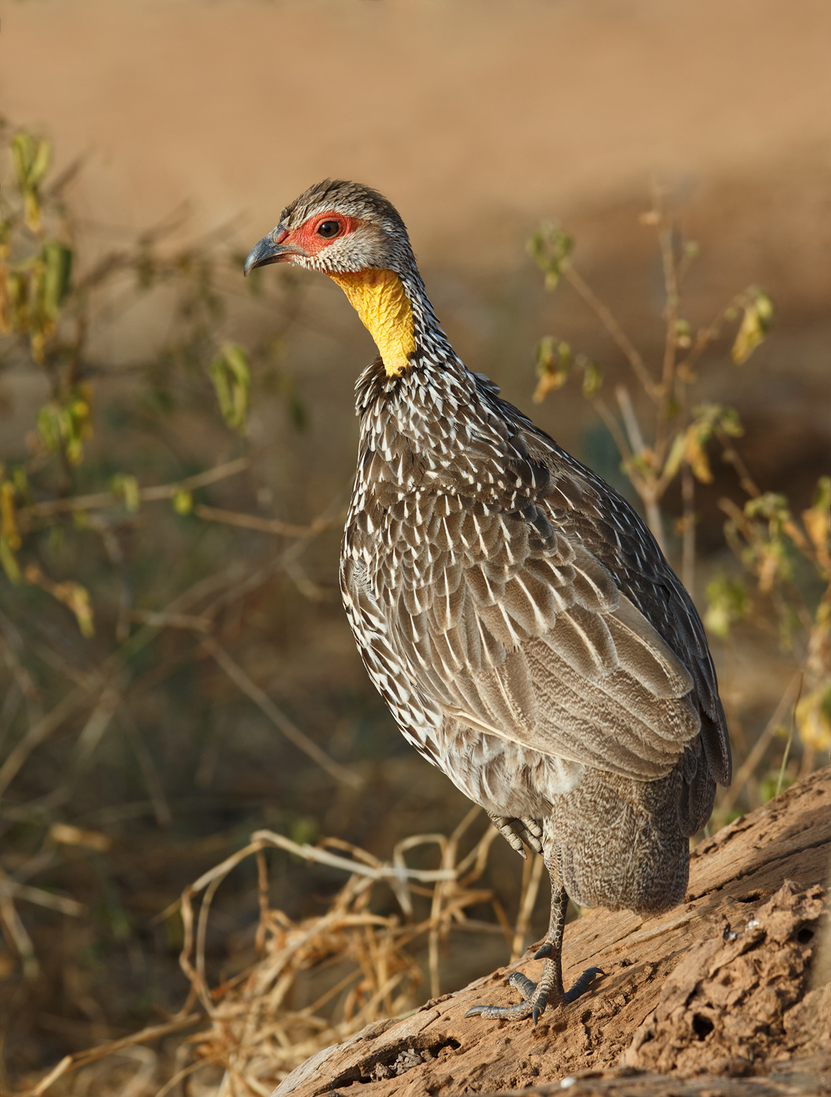 Yellow Necked Spurfowl