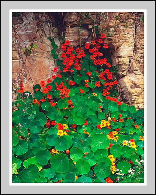 Nasturtiums...they're edible you know?