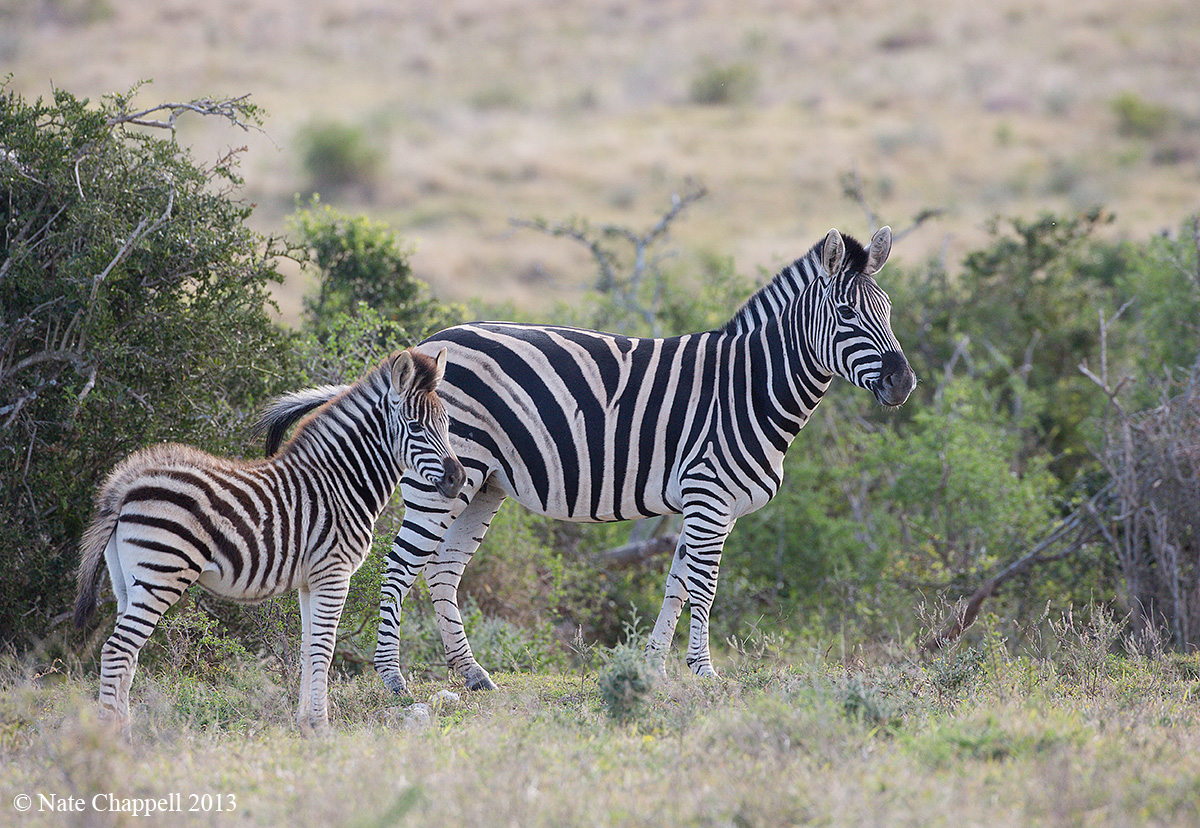 Zebra Mother and Baby