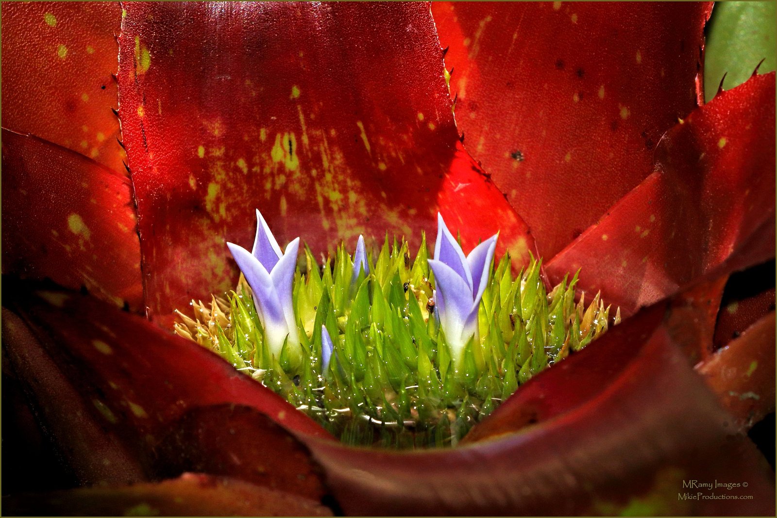 All Wet Macroscape
