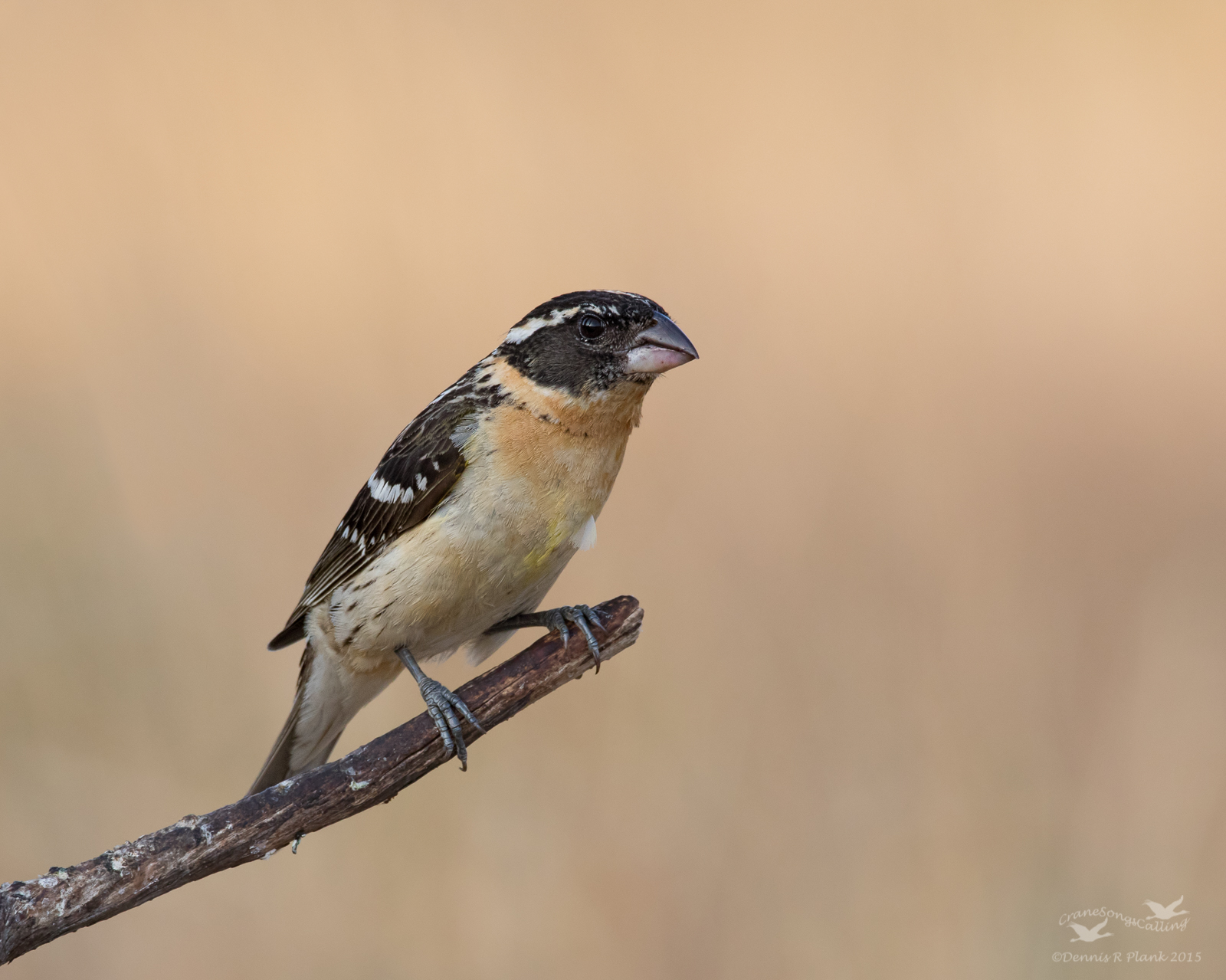 Blk-hdd Grosbeak & repost