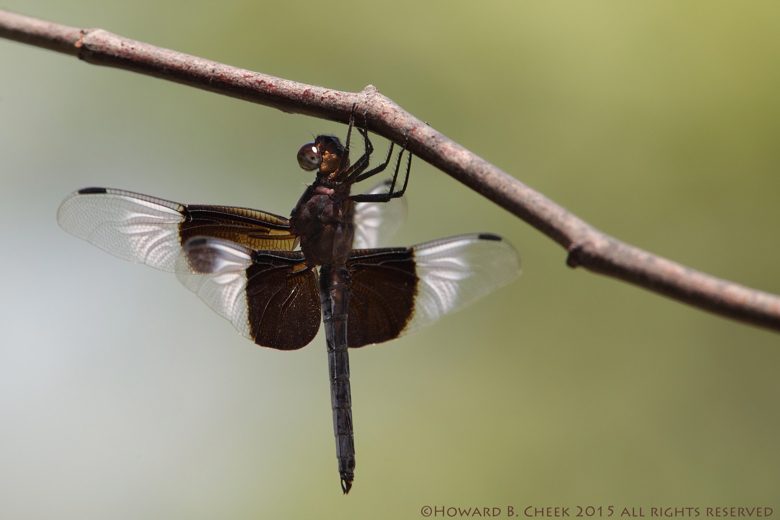 Bug-eyed 'Peeper'