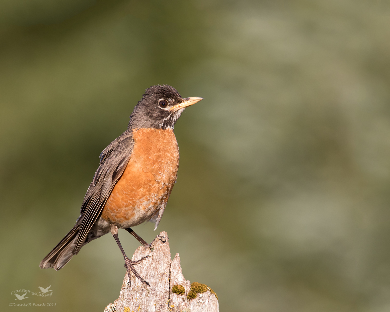 American Robin